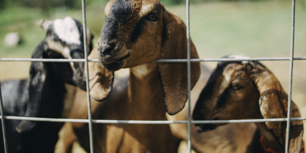 Goat Dairy Saco River Farms