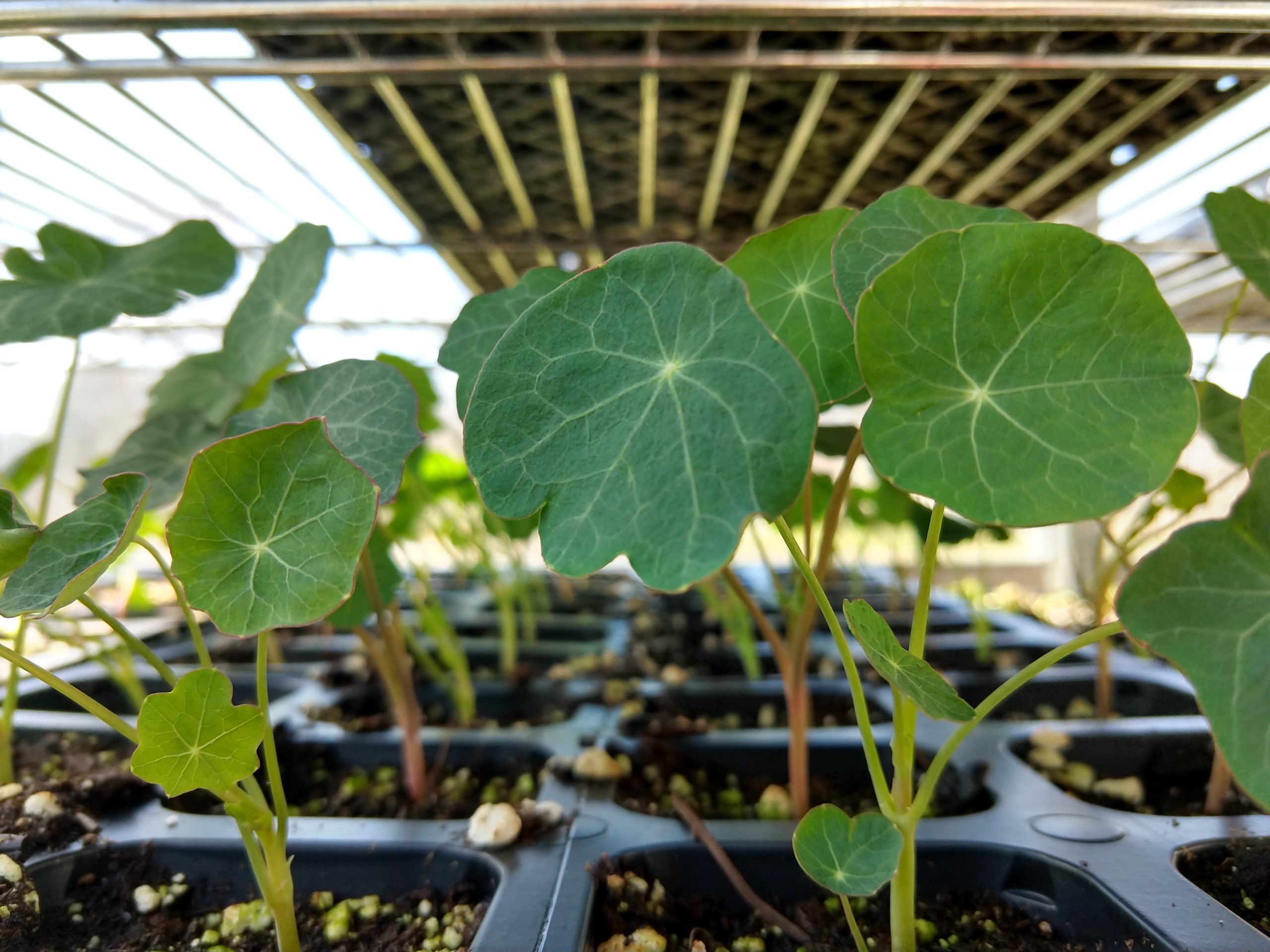 Organic Seedlings For Sale Saco River Farms
