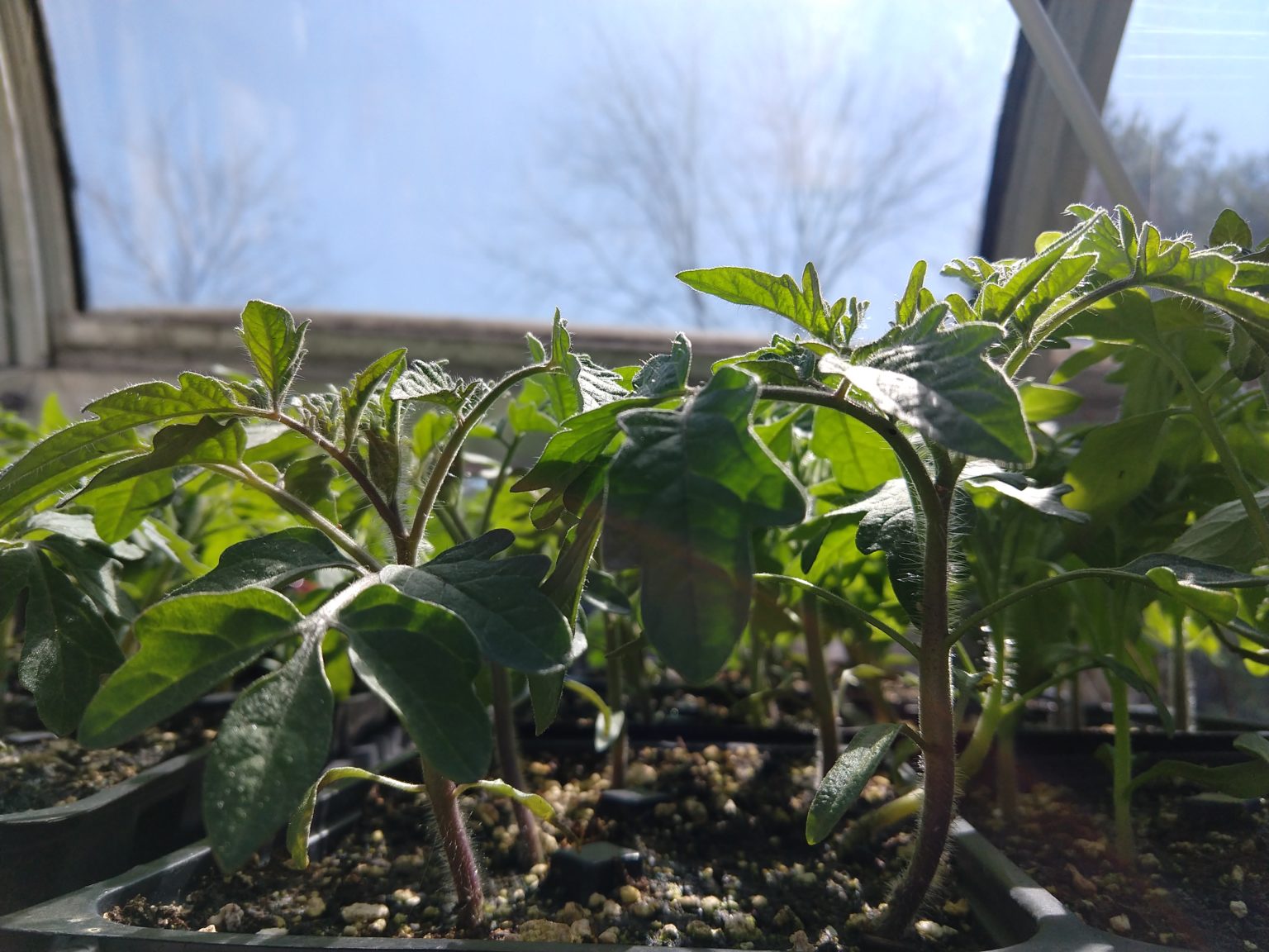 Organic Seedlings For Sale Saco River Farms