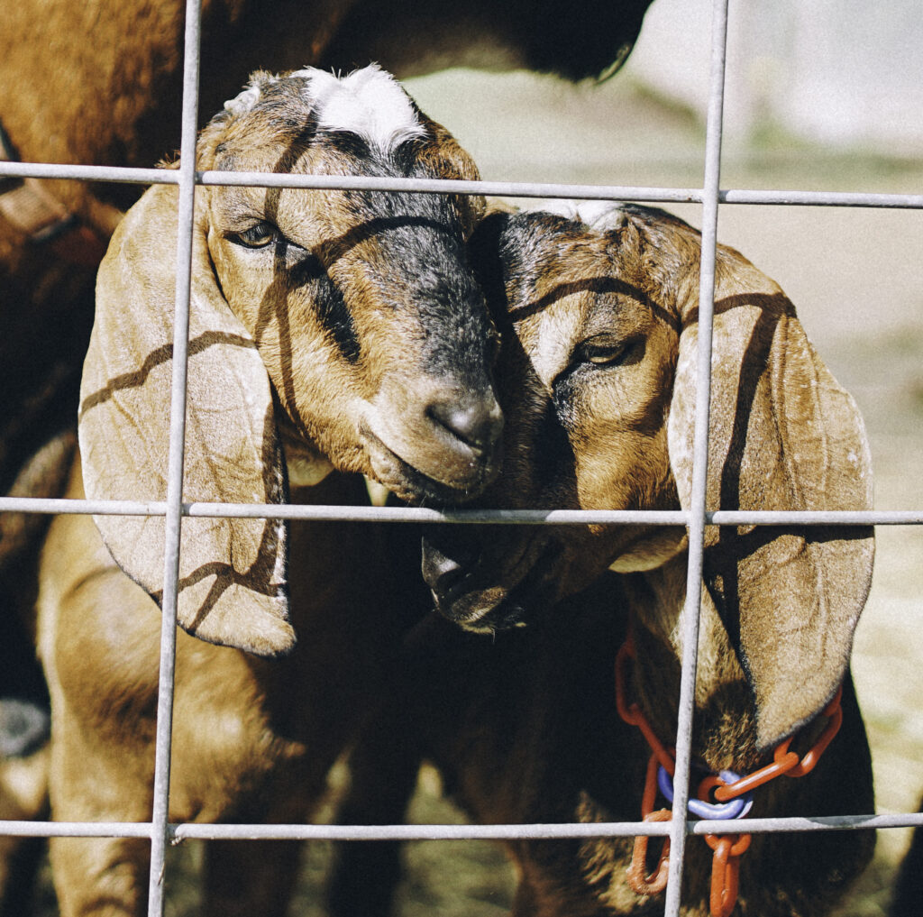 Nubian goats for sale near me
